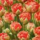 TULIP BOMBASTIC RED 7PP