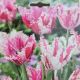 BULB TULIP PURPLE CIRCUS 7PP
