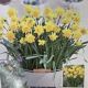NARCISSUS TETE BOUCLE 7PP