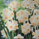 NARCISSUS KAPITI PEACH 7P