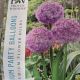 ALLIUM PARTY BALLOONS 2PP