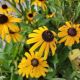 RUDBECKIA VIETTE'S LITTLE SUZY 6'
