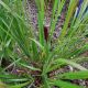 GRASS PENNISETUM WATER TO WINE #1
