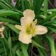 HEMEROCALLIS SUNDAY GLOVES #1