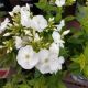 PHLOX LUMINARY BACKLIGHT #1.5