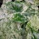 ALOCASIA 4