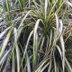 DRACAENA 8