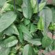EPIPREMNUM HB 8