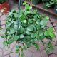 PEPEROMIA 8