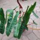 PHILODENDRON HB 8