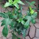 PHILODENDRON HB 10