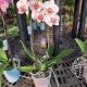 ORCHID 5