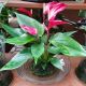 ANTHURIUM MOSS BOWL