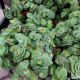 TRADESCANTIA 2
