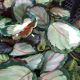 CALATHEA 3.5