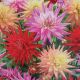 BULB DAHLIA KARMA CORONA BLEND