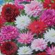 BULB DAHLIA KARMA SUNRISE BLEND