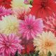 BULB DAHLIA KOLOSSUS BLEND