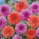 BULB DAHLIA RISE AND SHINE BLEND