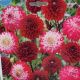 BULB DAHLIA SENIORITY BLEND