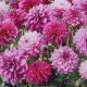 BULB DAHLIA THE BLUES BLEND