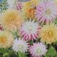 BULB DAHLIA WHAT'S YOUR MOTTO BLEND
