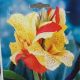 BULB CANNA CLEOPATRA