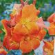 BULB CANNA INGEBORG