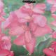 BULB CANNA PINK BEAUTY