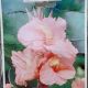 BULB CANNA SALMON BEAUTY