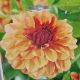 BULB DAHLIA CREME DE COGNAC