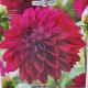 BULB DAHLIA MISTER BLUE