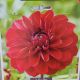 BULB DAHLIA RED QUEEN