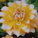 BULB DAHLIA SEATTLE