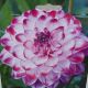 BULB DAHLIA STARDUST