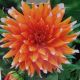 DAHLIA COLOR SPECTACLE