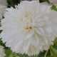 BULB DAHLIA MYAMA FUBUKI