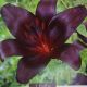BULB LILY NIGHTRIDER