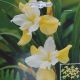 BULB IRIS BUTTER AND SUGAR