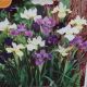 BULB IRIS MIX