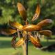SPINNER MARSHALL LUMINOUS WINDEMERE AMBER