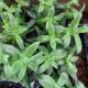 CRASSULA 4
