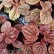 PEPEROMIA 4