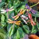 CLEVER GOODS SMALL ENAMEL COPPER DRAGONFLY ASST.