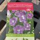 DELPHINIUM E.AURORA LAVENDER #1