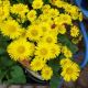 DORONICUM LEONARDO COMPACT#1