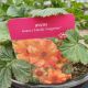 GEUM TOTALLY TANGERINE #2