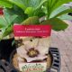 HELLEBORUS SANDY SHORES #1