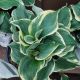 HOSTA HOPE SPRINGS ETERNAL#1
