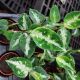 AGLAONEMA 3
